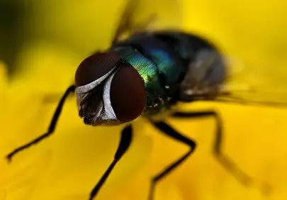 Stunning Macro: Fly's Intricate Eyes on a Yellow Petal