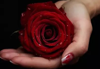 Vivid Crimson Bloom: A Rose's Delicate Embrace