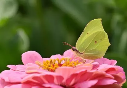 Vibrant Zinnia Bloom with Delicate Yellow Butterfly