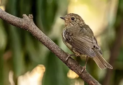 Enchanting Juvenile Robin: Nature's Gentle Whisper
