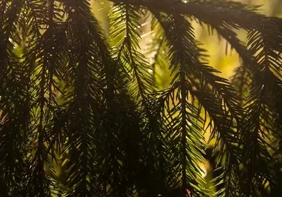 Sun-Kissed Conifer: Tranquil Forest Light