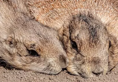 Heartwarming Prairie Dog Duo Cuddling in Nature