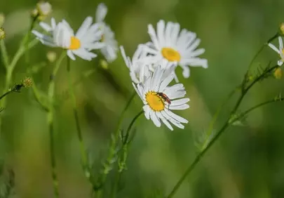 Vibrant Daisy Bloom with Beetle in Nature's Embrace