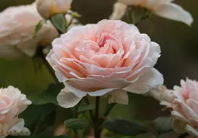 Exquisite Pink Rose: A Vision of Delicate Beauty