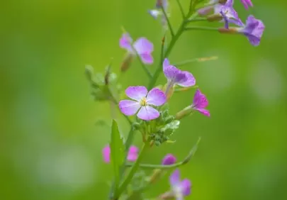 Vibrant Purple Wildflowers Bloom Against a Green Backdrop