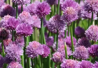 Vibrant Purple Chive Blooms: A Garden's Spring Delight