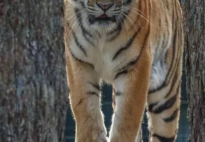 Majestic Apex Predator: Fierce Tiger Commands the Jungle