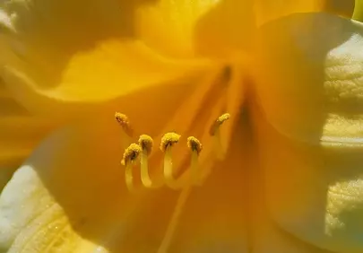 Vibrant Yellow Lily: Captivating Macro Detail of Nature's Beauty