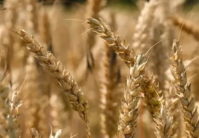 Golden Harvest: Close-up of Ripe Wheat Grains in Summer Field