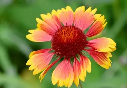 Vibrant Bicolor Blanketflower: A Summer Garden Delight