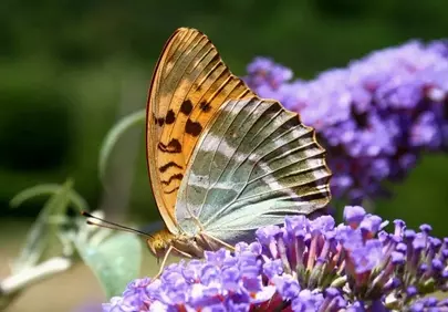 Vibrant Fritillary Butterfly Nectaring on Purple Buddleja