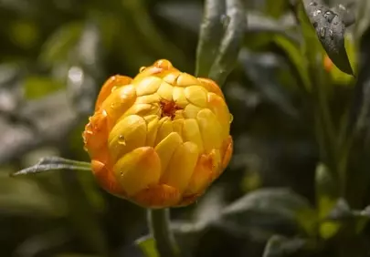 Vibrant Marigold Bud: Nature's Golden Embrace with Dewdrops