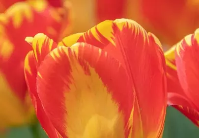 Vibrant Red and Yellow Tulip Blooming in Spring Garden