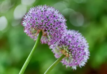 Vibrant Purple Alliums: A Summer Garden's Delicate Beauty
