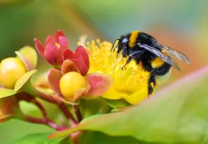 Vibrant Macro: Bumblebee Pollinating Hypericum