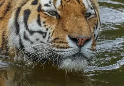 Majestic Tiger's Gaze: Predator Bathes in Murky Wilderness