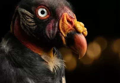 Majestic King Vulture: Striking Portrait of Tropical Grandeur