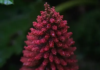 Vibrant Red Botanical Spike: Macro Garden Beauty