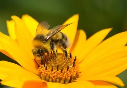 Vibrant Yellow Heliopsis: Bumblebee Pollination Macro