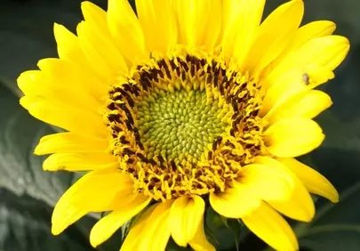 Radiant Golden Sunflower: Nature's Summer Embrace
