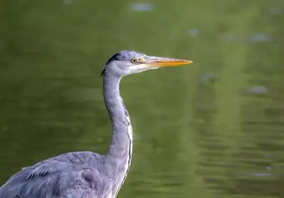 Majestic Heron: A Close-Up Wildlife Encounter