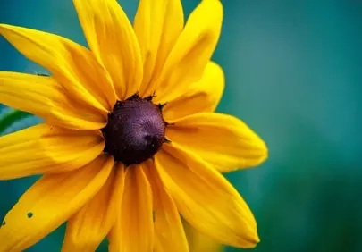 Vibrant Yellow Rudbeckia Macro: Nature's Golden Embrace