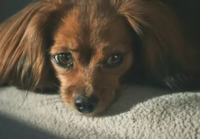 Heartbreaking Gaze: Puppy's Sad Eyes at Sunset
