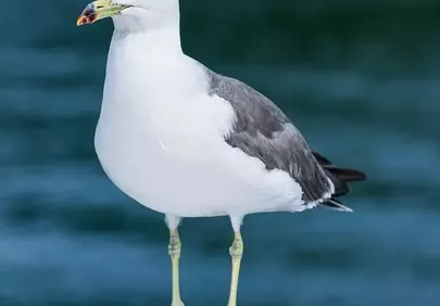 Vibrant Seabird Portrait: Majestic Gull on Coastal Railing