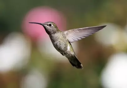 Stunning Hummingbird in Flight: Nature's Tiny Aerial Marvel
