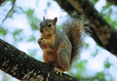 Charming Squirrel: Nature's Acrobatic Rodent on a Summer Branch