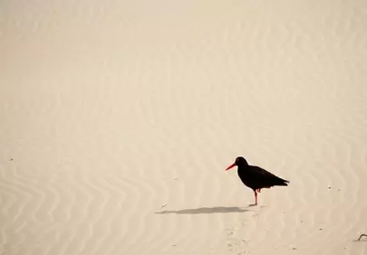 Solitary Black Oystercatcher on Wavy Dunes