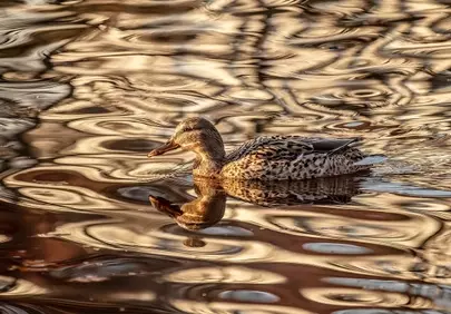 Golden Hour Serenity: Wild Duck Gracefully Gliding on Reflective Waters