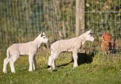 Charming Spring Encounter: Curious Lambs Meet Chicken on the Farm