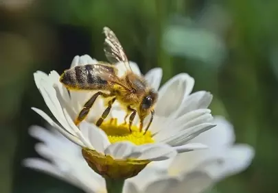 Vibrant Macro: Busy Bee Pollinating a Daisy