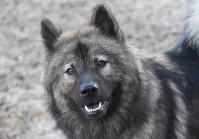 Enchanting Eurasian Dog: A Portrait of Loyal Canine Companionship