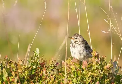 Vibrant Morning: Curious Meadow Pipit in Golden Light