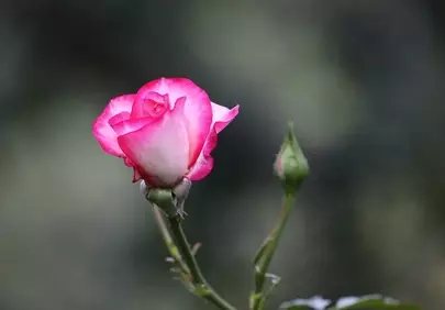 Vibrant Pink-White Rose: Nature's Delicate Morning Bloom