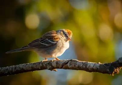 Charming Songbird Perched: A Glimpse of Spring's Delight