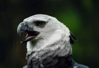 Majestic Harpy Eagle: A Portrait of Raw Wilderness