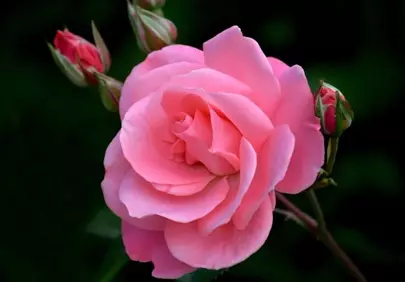 Vibrant Pink Rose: A Garden's Blooming Embrace
