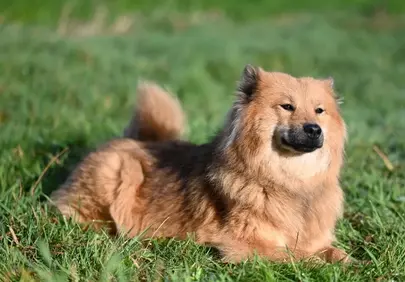Charming Eurasier Female: A Serene Canine Portrait