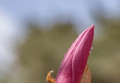 Vibrant Magnolia Bud Shimmering with Morning Dew