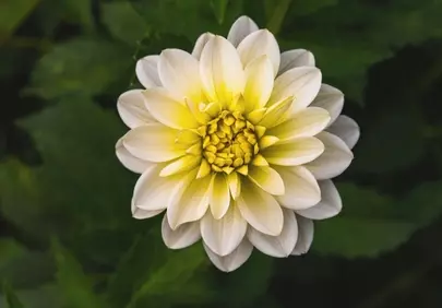 Stunning White and Yellow Dahlia Blossom Close-up