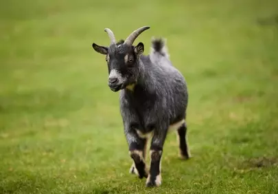 Charming Pygmy Goat Roaming a Lush Meadow