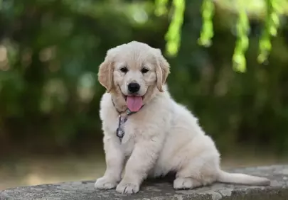 Adorable Golden Retriever Puppy: Playful Paws and Happy Tongue