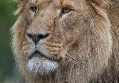 Majestic Lion: King of the Savanna's Regal Gaze