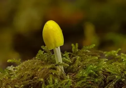 Vibrant Yellow Mushroom Amidst Verdant Moss in Forest Macro