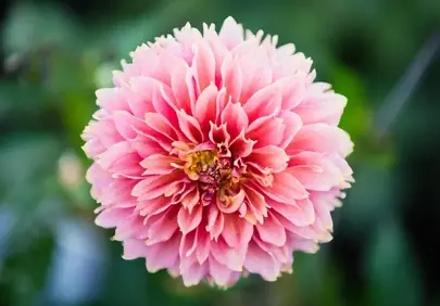 Stunning Pink Dahlia: Nature's Delicate Masterpiece