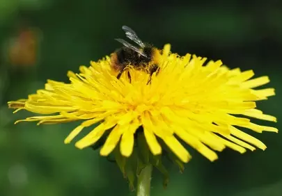 Vibrant Dandelion: Bee's Nectar Oasis in Macro Detail