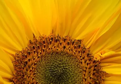Vibrant Summer Delight: Macro Sunflower Bloom HD